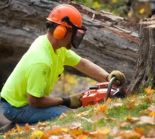 tree services Savannah